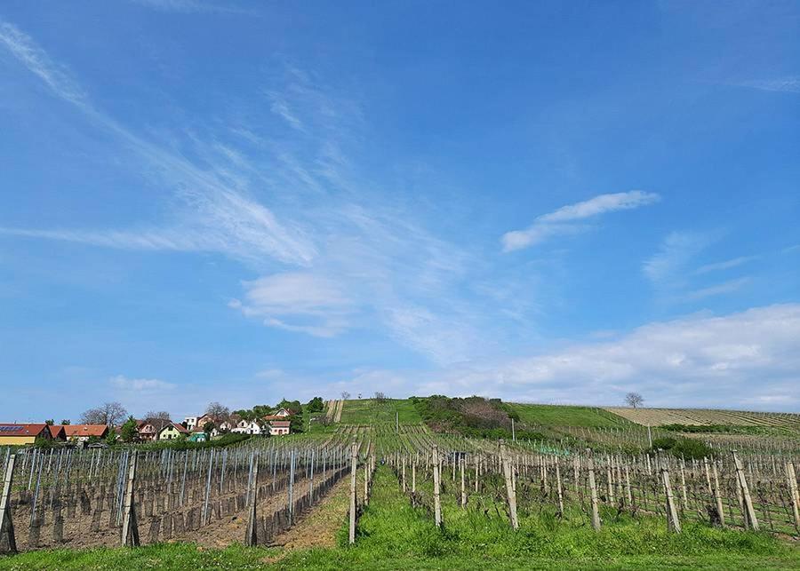 Penzion Sklep Vino Strycek Velké Bílovice Exteriér fotografie